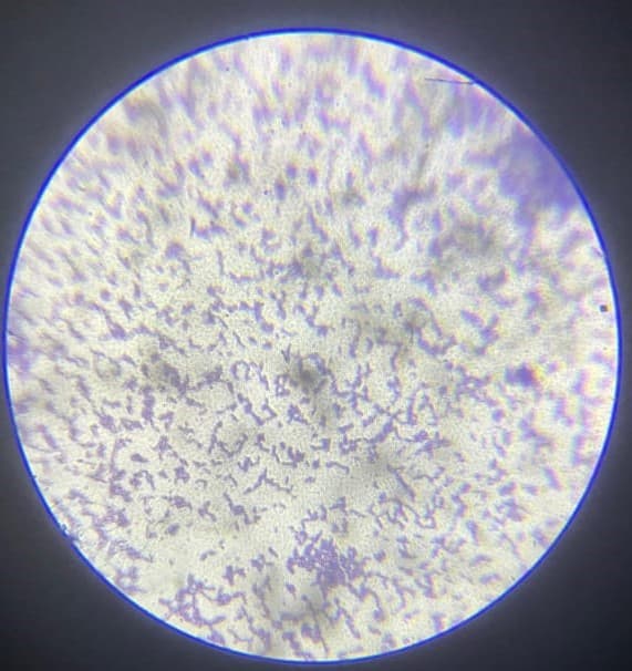 Bharalu Project: Exploring Microbial Diversity of the Bharalu River - 5