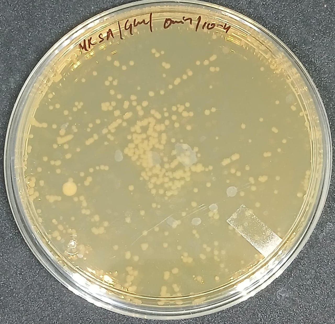 Exploring Microbial Diversity in Rice Wine Fermentation - 5