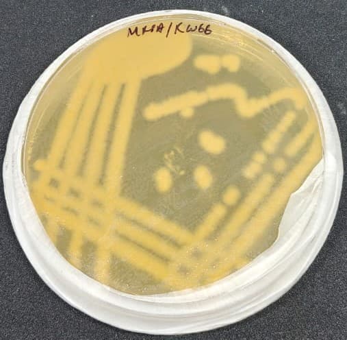 Exploring Microbial Diversity in Rice Wine Fermentation - 2